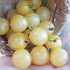 SeedsUA Seeds Cherry Tomato Snow White Heirloom Vegetable for Planting Non GMO