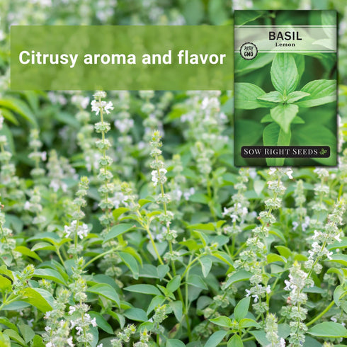 Packet (1) Sow Right Seeds - Lemon Basil Seed for Planting - Non-GMO Heirloom with Instructions to Grow a Kitchen Herb