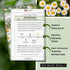 Packet (1) Sow Right Seeds - Feverfew Seeds for Planting - Non-GMO Heirloom with Instructions to Plant an Outdoor