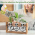 (3 Lifecapido Heart Shaped Propagation Stations, Plant Terrarium with Wooden Stand, Plant Propagation Station