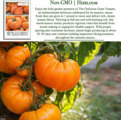 50+ 8090 Amana Orange Beefsteak Tomato Seeds (Solanum lycopersicum) Heirloom Non-GMO Seeds by Islas Garden Seeds, Large