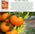 50+ 8090 Amana Orange Beefsteak Tomato Seeds (Solanum lycopersicum) Heirloom Non-GMO Seeds by Islas Garden Seeds, Large