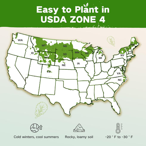 4 32 Lush&Dew Year-Round USDA Zone Seed Bank, Varieties Non-GMO Heirloom Seeds of Vegetables, Herbs, Gardening Gifts