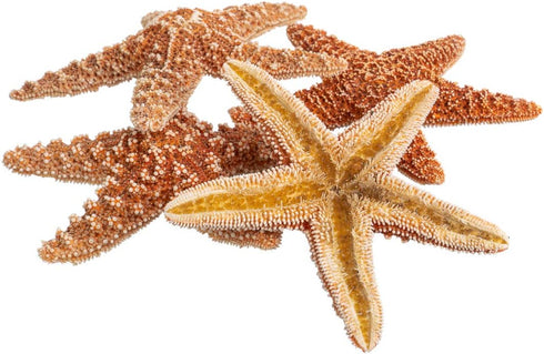 Nautical Crush Trading Real Starfish, 5 Large Brown Sugar Starfish (4-5in) for Crafts and Decorations