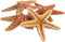 Nautical Crush Trading Real Starfish, 5 Large Brown Sugar Starfish (4-5in) for Crafts and Decorations