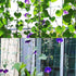 Yahpetes Garden Netting 1 Pcs Heavy Duty Climb Net 6'X6' for Plant Vine Support