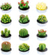 Swpeet 12Pcs Decorative Succulent Cactus Tealight Candles Kit, Cute Smokeless Plants for Festival Wedding Props