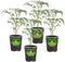 Bonnie Plants Black Cherry Tomato, 19.3 oz., 4-Pack, Live Plants