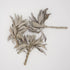 100% Pure California White Sage Clusters, 2 oz - Sustainably Cultivated Loose Leaf