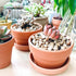 Yishang 3.5 Inch Shallow Terra Cotta Pots with Saucer/Tray - Ceramic Clay Planter for Succulent & Cactus Nursery
