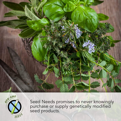(1 Pack) Seed Needs Winter Savory Seeds for Planting - Non-GMO Heirloom & Untreated Perennial Herb Seed to Plant a