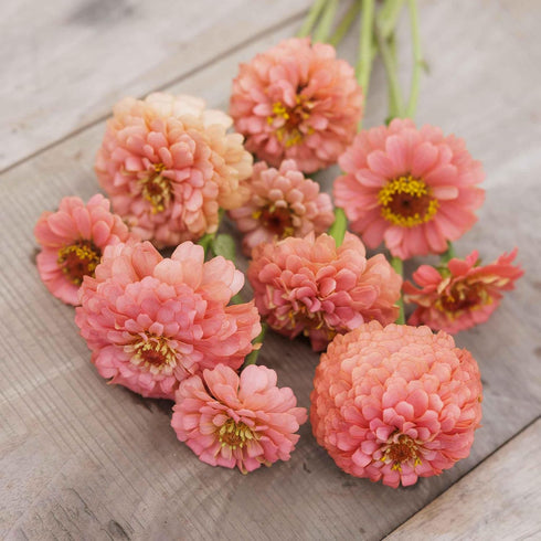 1 oz 3, 4, 5, 6, 7, 8, 9, 10 Eden Brothers Zinnia Seeds - Pumila Salmon, Non-GMO Seeds for Planting, | Low-Maintenance