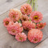 1 oz 3, 4, 5, 6, 7, 8, 9, 10 Eden Brothers Zinnia Seeds - Pumila Salmon, Non-GMO Seeds for Planting, | Low-Maintenance