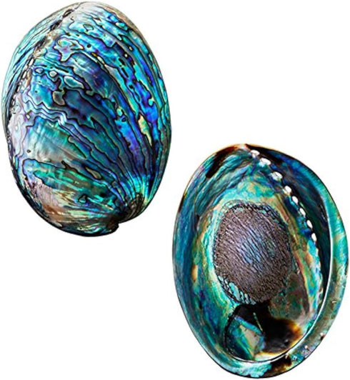 Polished Abalone Shell, 4.5" to 5.5", in Gift Box for Smudging, Cleansing, Meditation, Home Décor - 100% Natural Shell