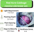 Axel's Garden Seeds Packets 1 Packet Cabbage Seeds for Planting - Plant & Grow Red Acre Cabbage in Your Home Outdoor