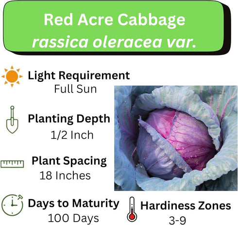 Axel's Garden Seeds Packets 5 Packets Cabbage Seeds for Planting - Plant & Grow Red Acre Cabbage in Your Home Outdoor