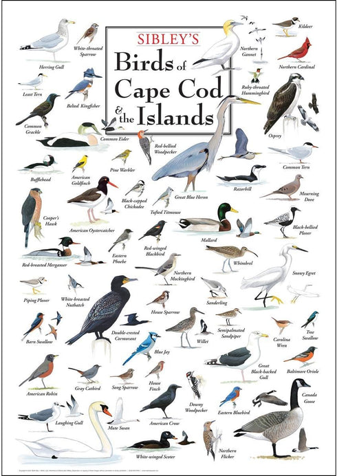 Earth Sky + Water - Sibley s Birds of Cape Cod & the Islands Poster