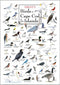 Earth Sky + Water - Sibley s Birds of Cape Cod & the Islands Poster
