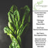 300+ Packet, Perpetual Spinach Seeds for Planting, Heirloom Seeds Per (Isla's Garden Seeds), Non GMO Seeds, Botanical