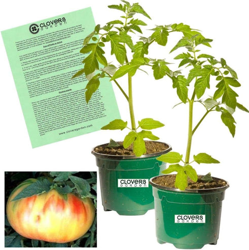 Clovers Garden Old German Tomato Plants Two (2) Live Plants Non-GMO -