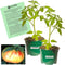 Clovers Garden Old German Tomato Plants Two (2) Live Plants Non-GMO -