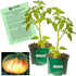 Clovers Garden Old German Tomato Plants Two (2) Live Plants Non-GMO -