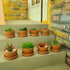 Yishang 3.5 Inch Shallow Terra Cotta Pots with Saucer/Tray - Ceramic Clay Planter for Succulent & Cactus Nursery