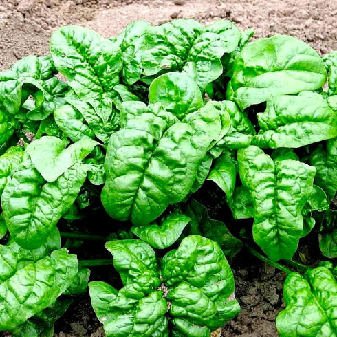 100 Seeds Giant Spinach Herb Garden Seeds for Planting About Seeds Non-GMO Annual Plant