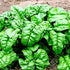 100 Seeds Giant Spinach Herb Garden Seeds for Planting About Seeds Non-GMO Annual Plant