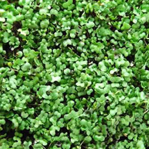 1 LB Bulk Salad Mix Microgreens Seeds Non-GMO Blend of Broccoli, Kale, Kohlrabi, Cabbage & Arugula High-Germination