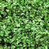 1 LB Bulk Salad Mix Microgreens Seeds Non-GMO Blend of Broccoli, Kale, Kohlrabi, Cabbage & Arugula High-Germination