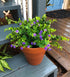 Artificial Plants Flowers Faux Boxwood Shrubs 6 Pack, Lifelike Fake Greenery Foliage for Garden, Patio, Wedding, Indoor