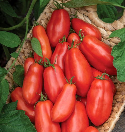 75 Burpee 'San Marzano' Heirloom, Paste Tomato, Non-GMO Seeds