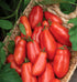 75 Burpee 'San Marzano' Heirloom, Paste Tomato, Non-GMO Seeds