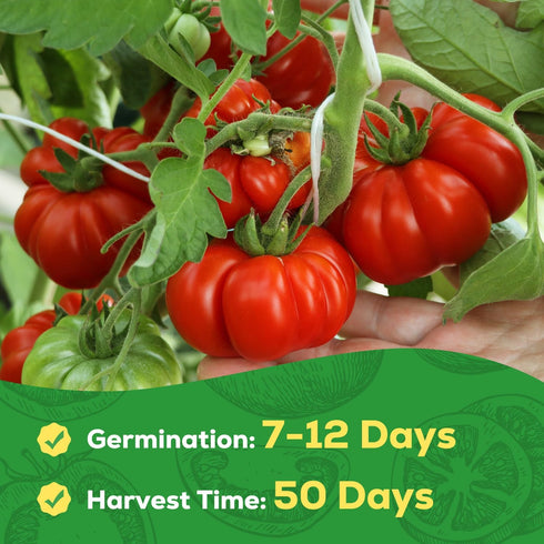 200 Packet Beefsteak Tomato Seeds for Planting - Non-GMO, Heirloom - Indeterminate Tomato Seeds, Vegetable Seed