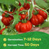 200 Packet Beefsteak Tomato Seeds for Planting - Non-GMO, Heirloom - Indeterminate Tomato Seeds, Vegetable Seed