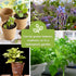 Sow Right Seeds - Extra Large Medicinal Herb Seed Collection for Planting - Lemon Balm, Lavender, Yarrow, Echinacea