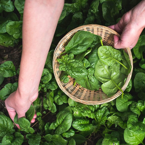 Purely Organic Products LLC 300 Organic Spinach Seeds (Bloomsdale Long Standing) - Approx Seeds - USDA Organic