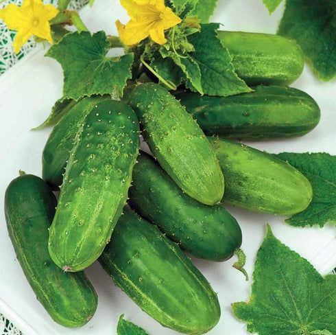 CEMEHA SEEDS F1 Cucumber Indoors Vine Self-pollinated Vegetable Organic Non-GMO