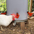 DoubleWood (24) Fully Automatic Poultry Drinking Machine Chicken Drinking Cup, Chicken Drinking Watering Cups/Poultry