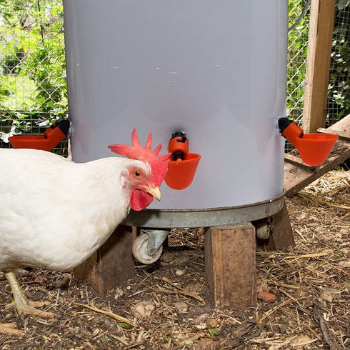 DoubleWood 36Pack (36) Fully Automatic Poultry Drinking Machine Chicken Drinking Cup, Chicken Drinking Watering
