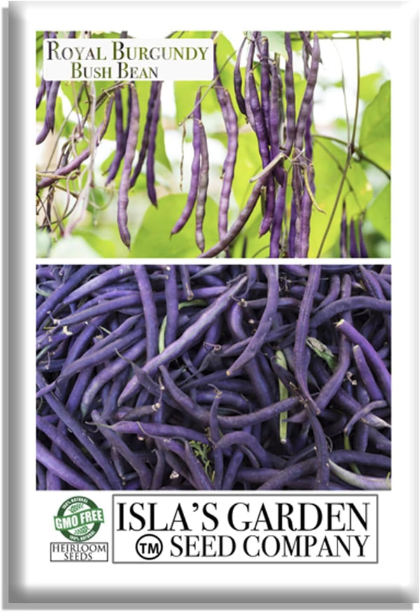 Royal Burgundy Bush Bean Seeds (Phaseolus vulgaris) 50+ Non-GMO Heirloom Seeds, Deep