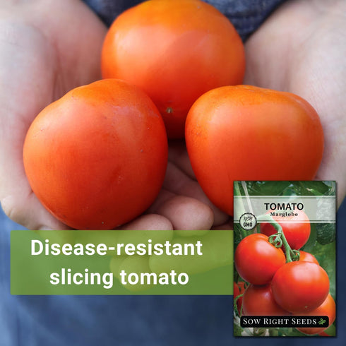 Packet (1) Sow Right Seeds - Marglobe Tomato Seeds for Planting - Non-GMO Heirloom with Instructions to Plant and Grow