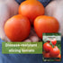 Packet (1) Sow Right Seeds - Marglobe Tomato Seeds for Planting - Non-GMO Heirloom with Instructions to Plant and Grow