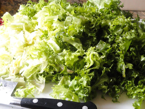 SeedsUA Seeds Endive Lettuce Yellow Heart Curly Frisee Chicory for Salad Vegetable Garden Heirloom for Planting Non GMO