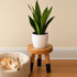 9" (10" Rubber Wood Round Plant Stand |Dip Dyed Black Stool, Wood Riser |Milking Stool H)