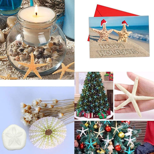 Jangostor 12 PCS Mixed Starfish - 2-6 Inch Natural Seashells for Wedding Decor, Beach Theme Party, DIY Crafts
