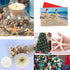 Jangostor 12 PCS Mixed Starfish - 2-6 Inch Natural Seashells for Wedding Decor, Beach Theme Party, DIY Crafts