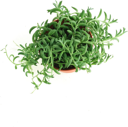 4" Shop Succulents String of Bananas Hanging Succulent, Senecio Radicans, Fully Rooted Live Succulent Plant, Low