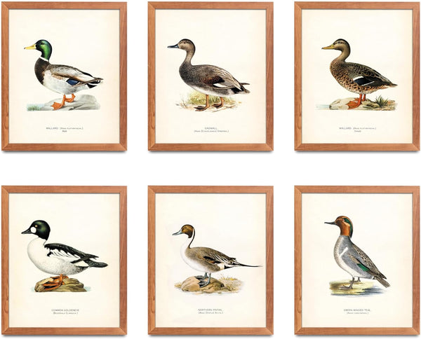 ATOZSTUDIO Vintage Duck Wall Art Prints, Set of 6 Posters for Man Cave, Antique Animal Decor Gift for Hunters (8x10)